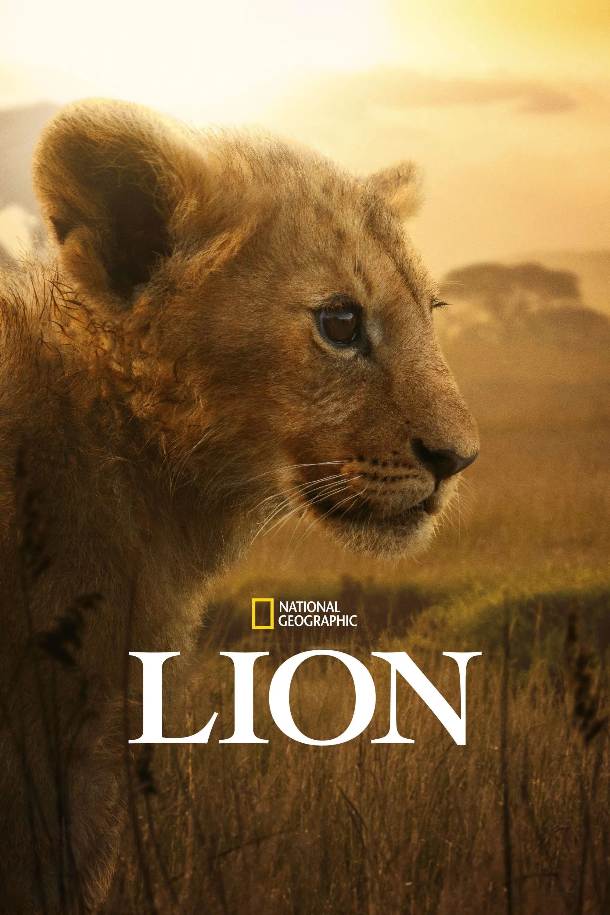 Lion poster