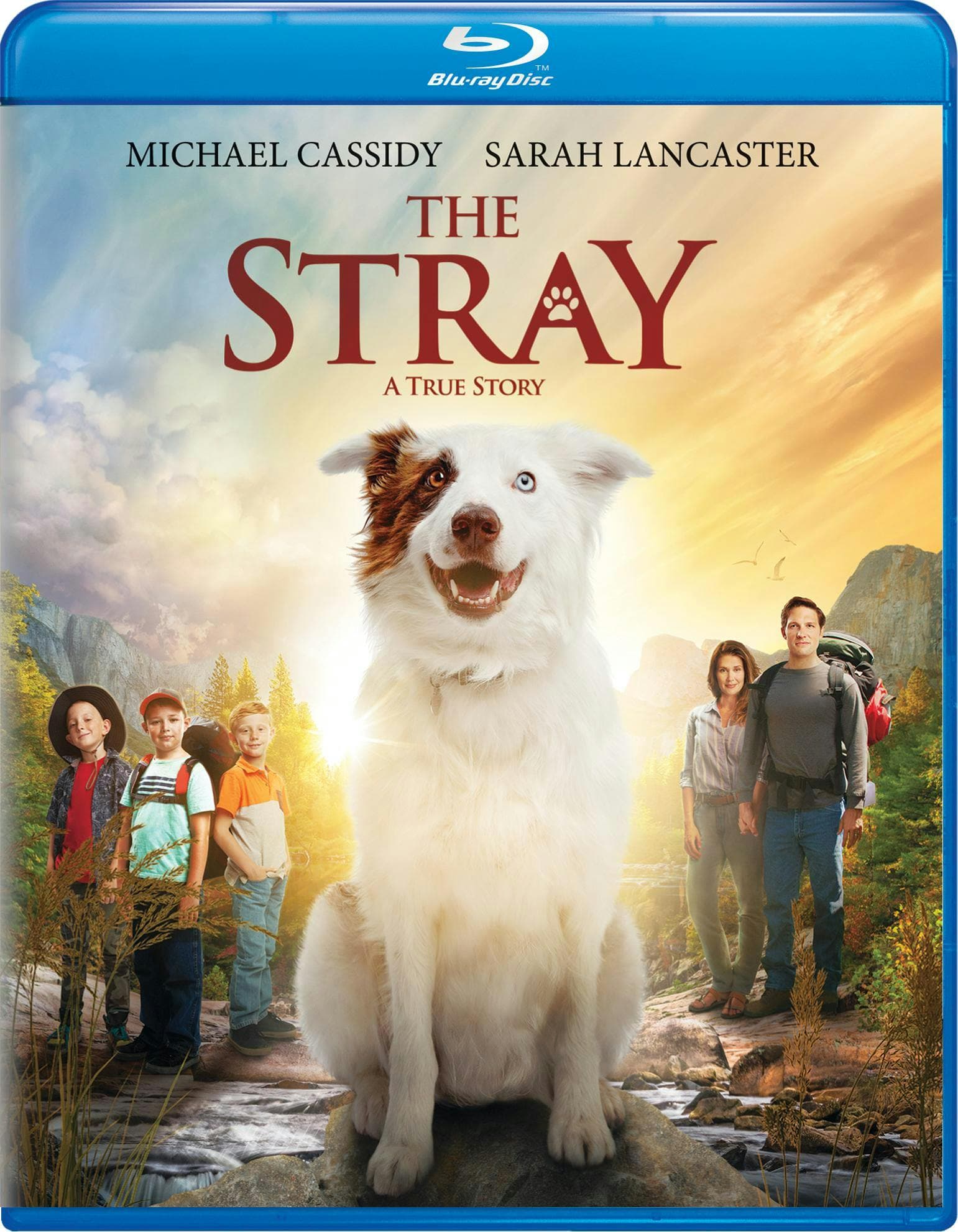 The Stray poster